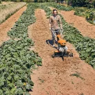 STIHL MH 600.1 benzinmotoros kapálógép, 79 cm, 4,4 kW (EU2)