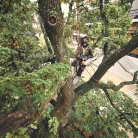 STIHL MSA 220 TC-O akkus láncfűrész AP rendszer 36V alapgép, 35cm