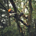 STIHL MSA 190.0 T akkumulátoros láncfűrész, AP rendszer, 36V alapgép, 30 cm